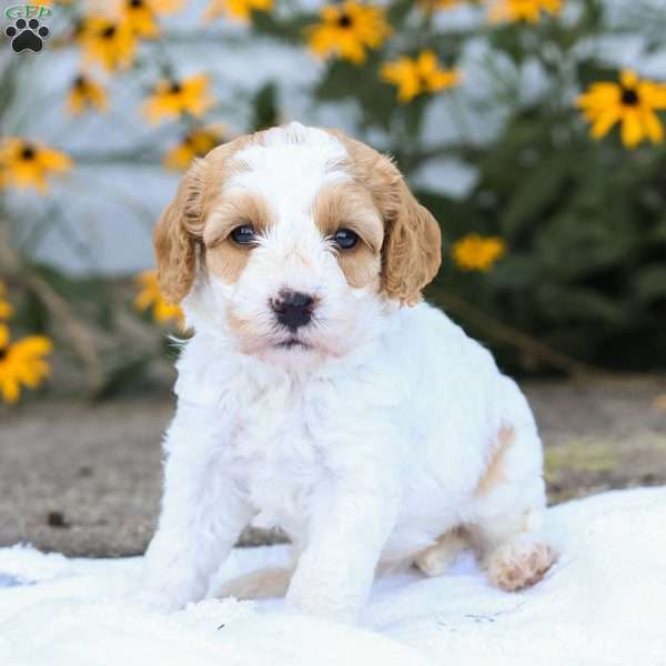 Cassie F1B, Cavapoo Puppy